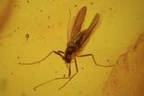 Detailed Fossil Flies (Diptera) In Baltic Amber #81776-2